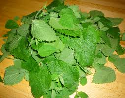 Herbal Remedies For Cold Sore